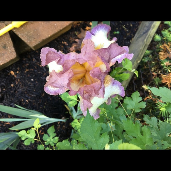 Meet your Posher! - Picture 2 of 2